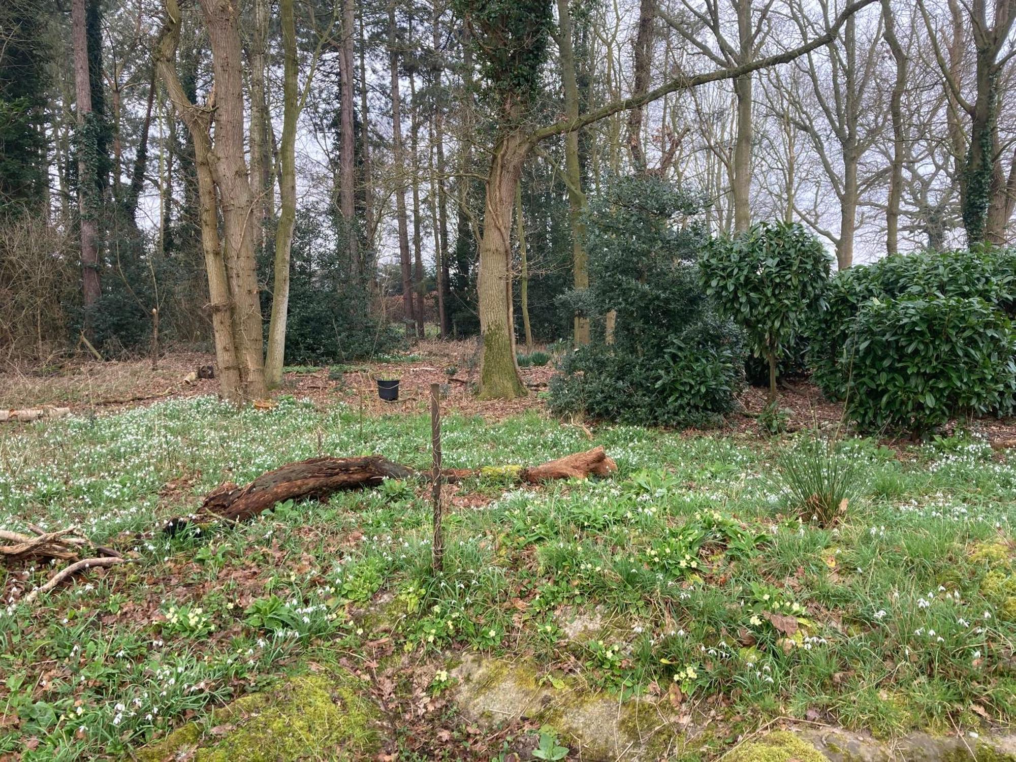 Woodland Retreat, Market Lane, Blundeston, Lowestoft Dış mekan fotoğraf